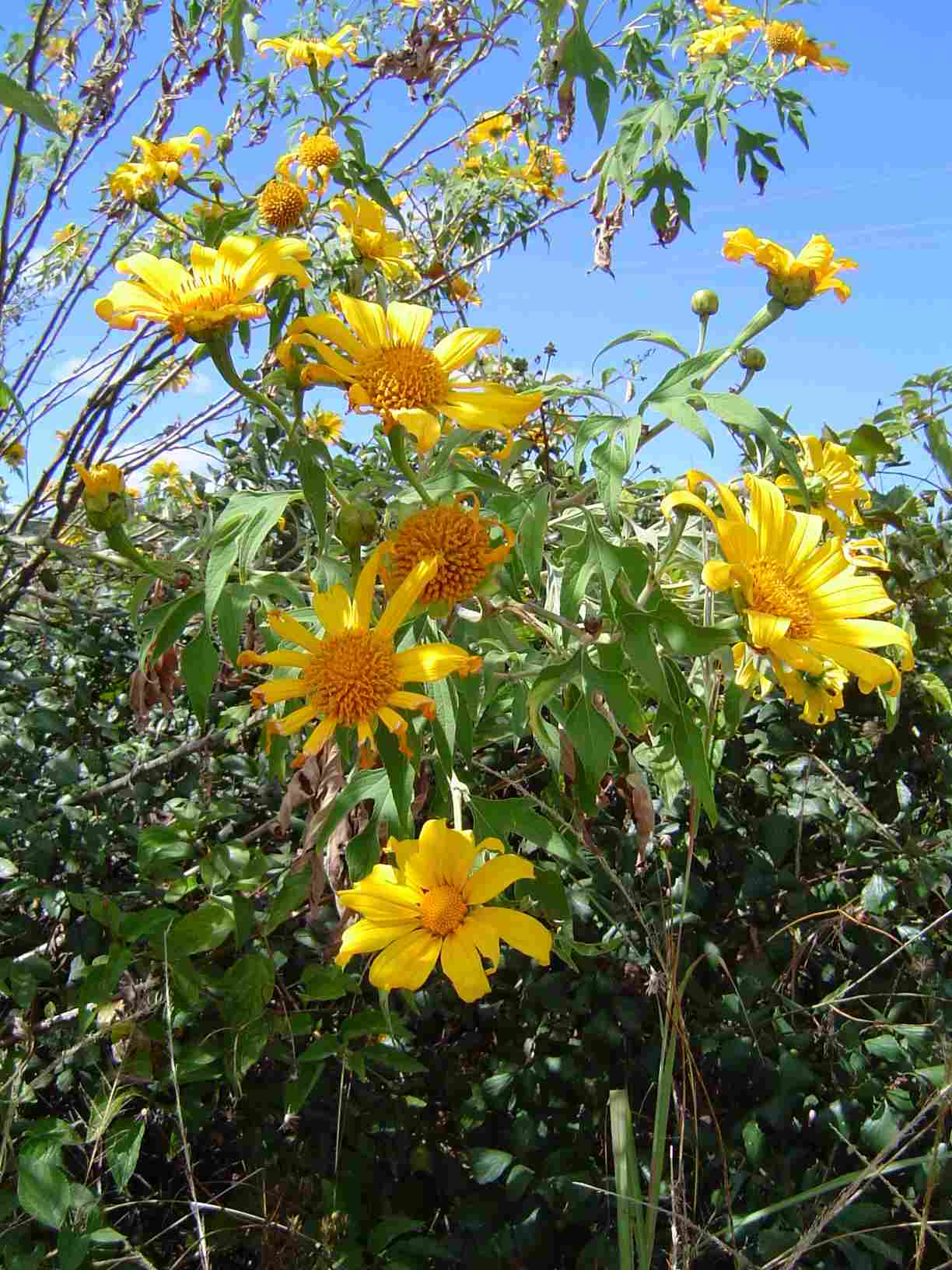 Tithonia diversifolia