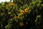 Tithonia diversifolia