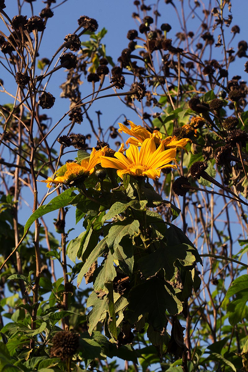 Tithonia diversifolia