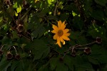 Tithonia diversifolia