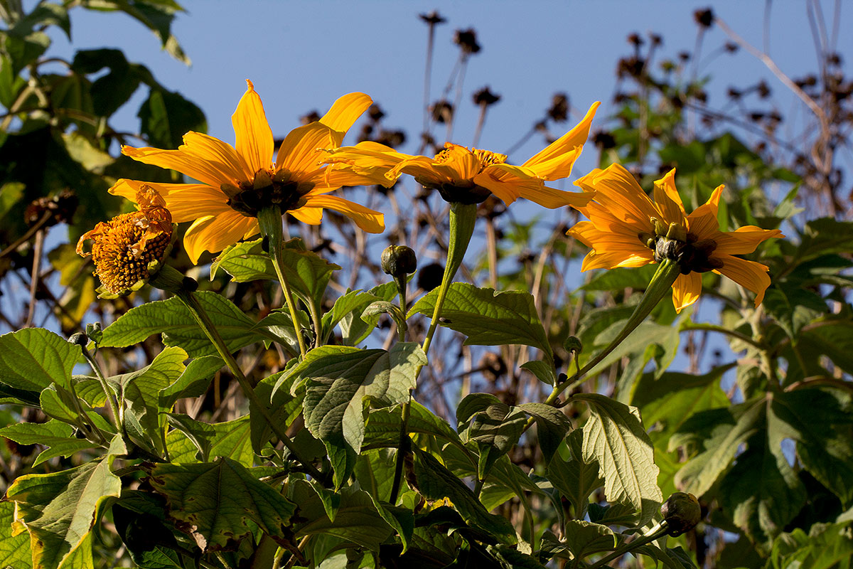 Tithonia diversifolia