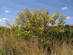 Tithonia diversifolia