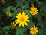 Tithonia diversifolia