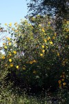 Tithonia diversifolia