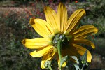 Tithonia diversifolia