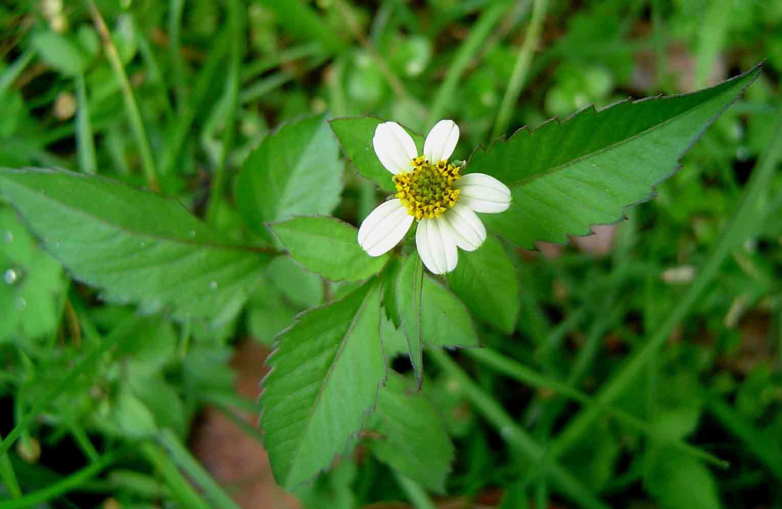 Bidens pilosa