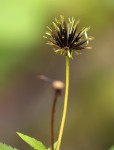 Bidens pilosa