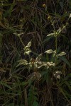 Bidens pilosa