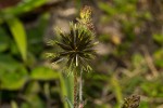 Bidens pilosa