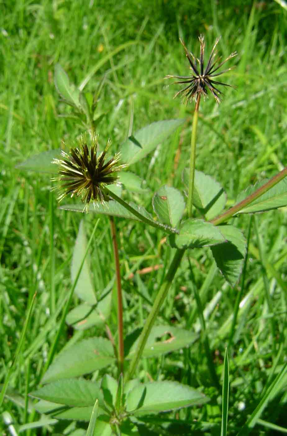 Bidens pilosa