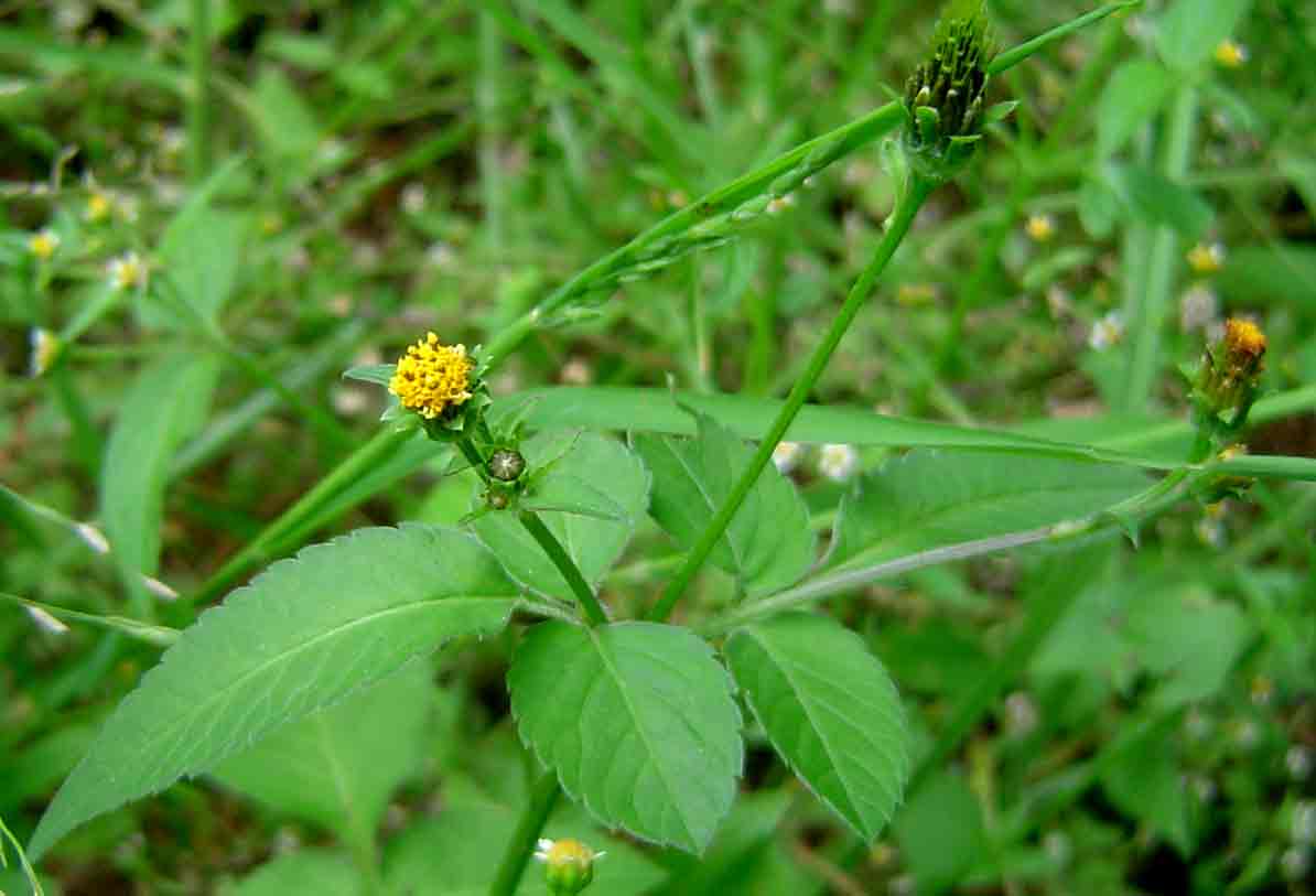 Bidens pilosa