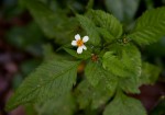 Bidens pilosa