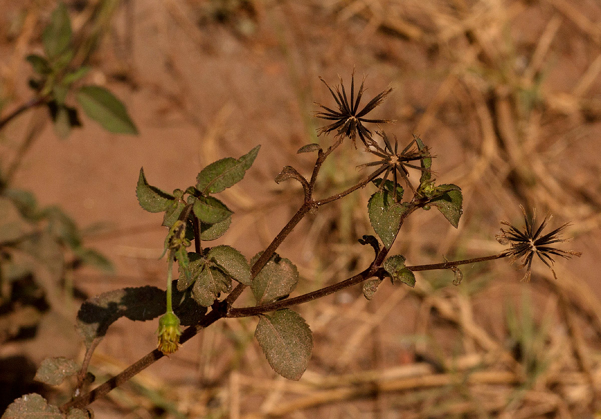 Bidens pilosa