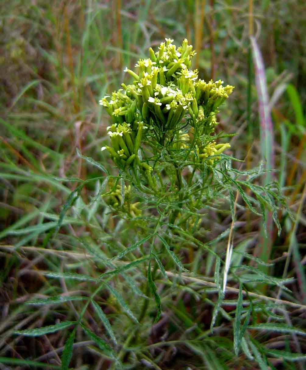 Tagetes minuta