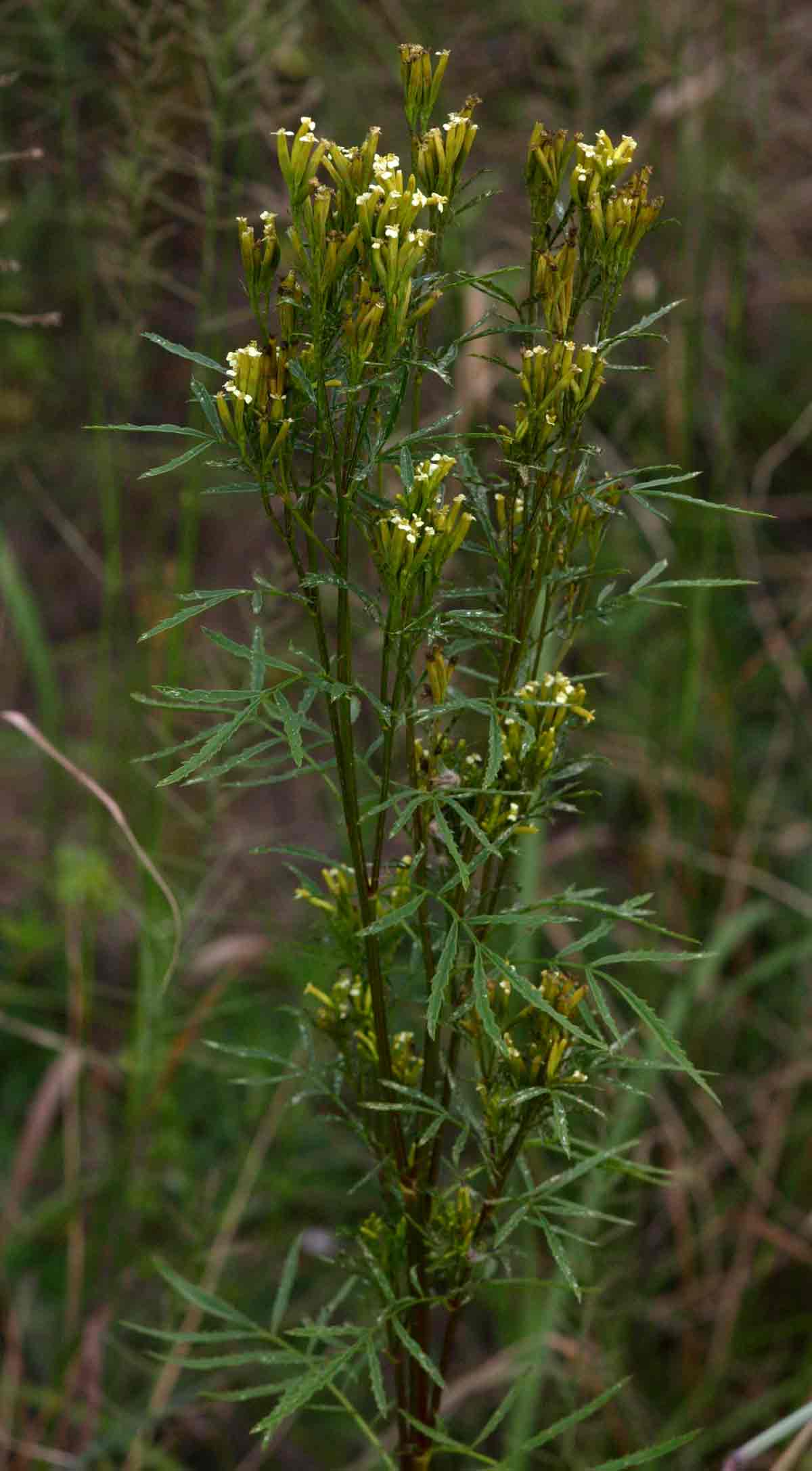 Tagetes minuta