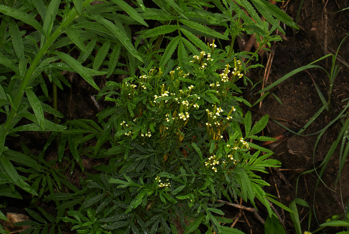 Tagetes minuta