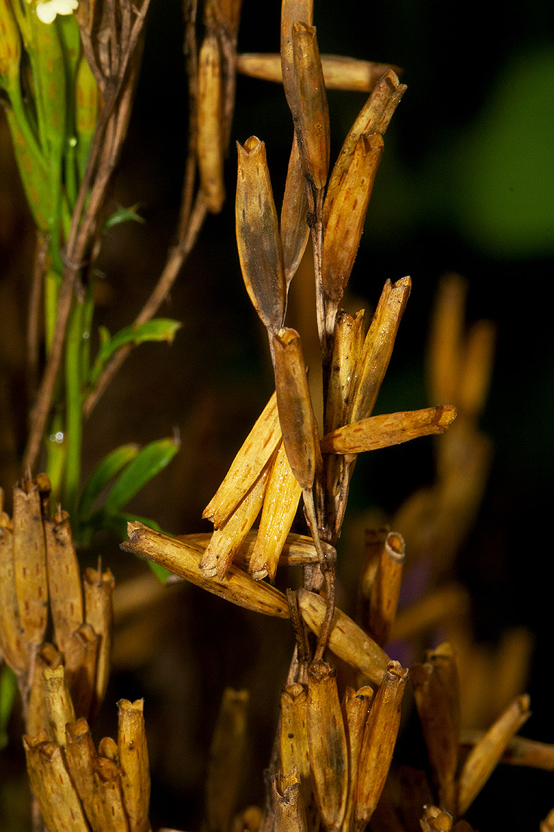 Tagetes minuta