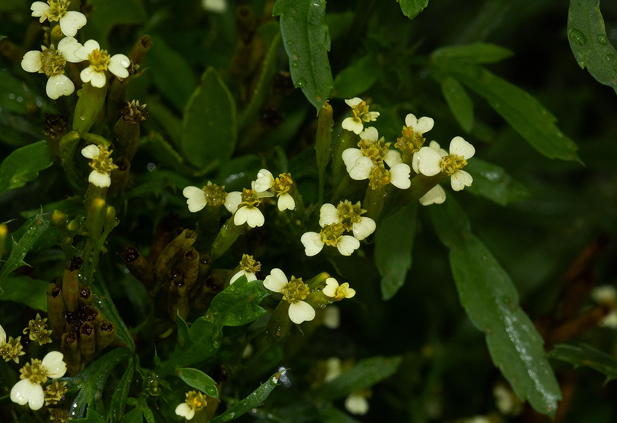 Tagetes minuta