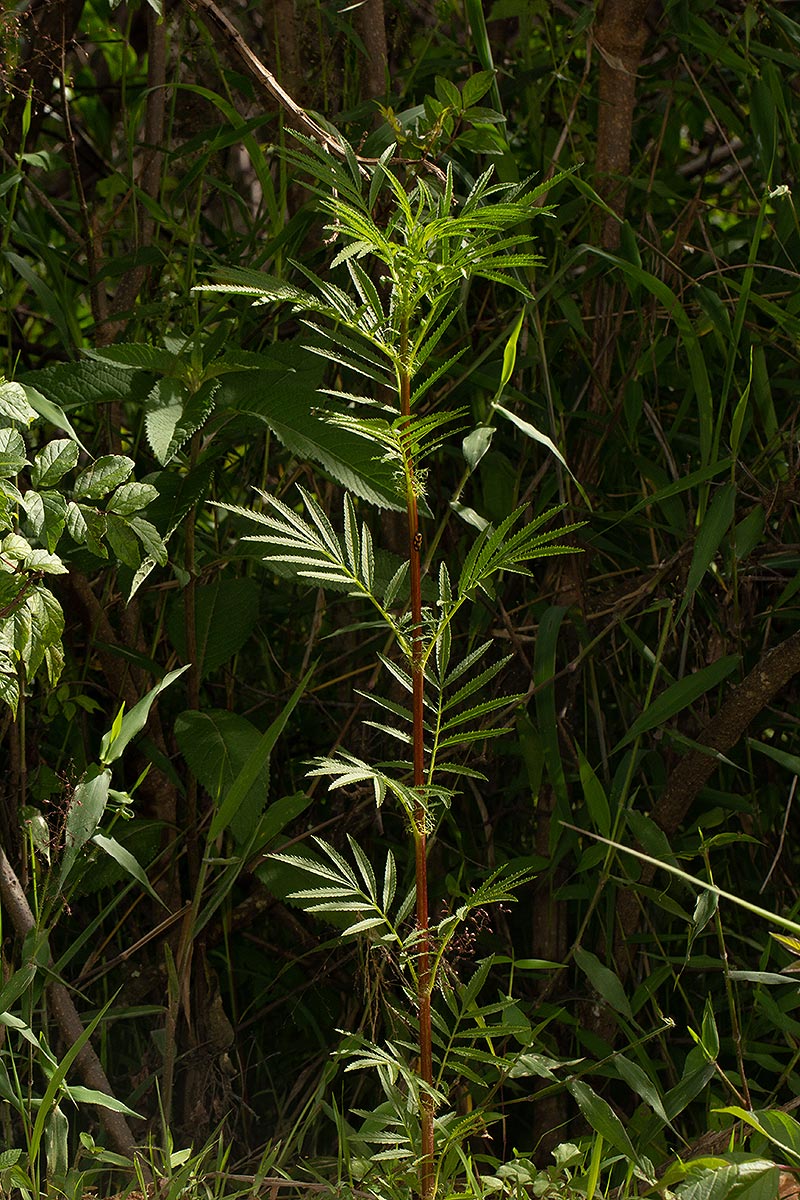 Tagetes minuta