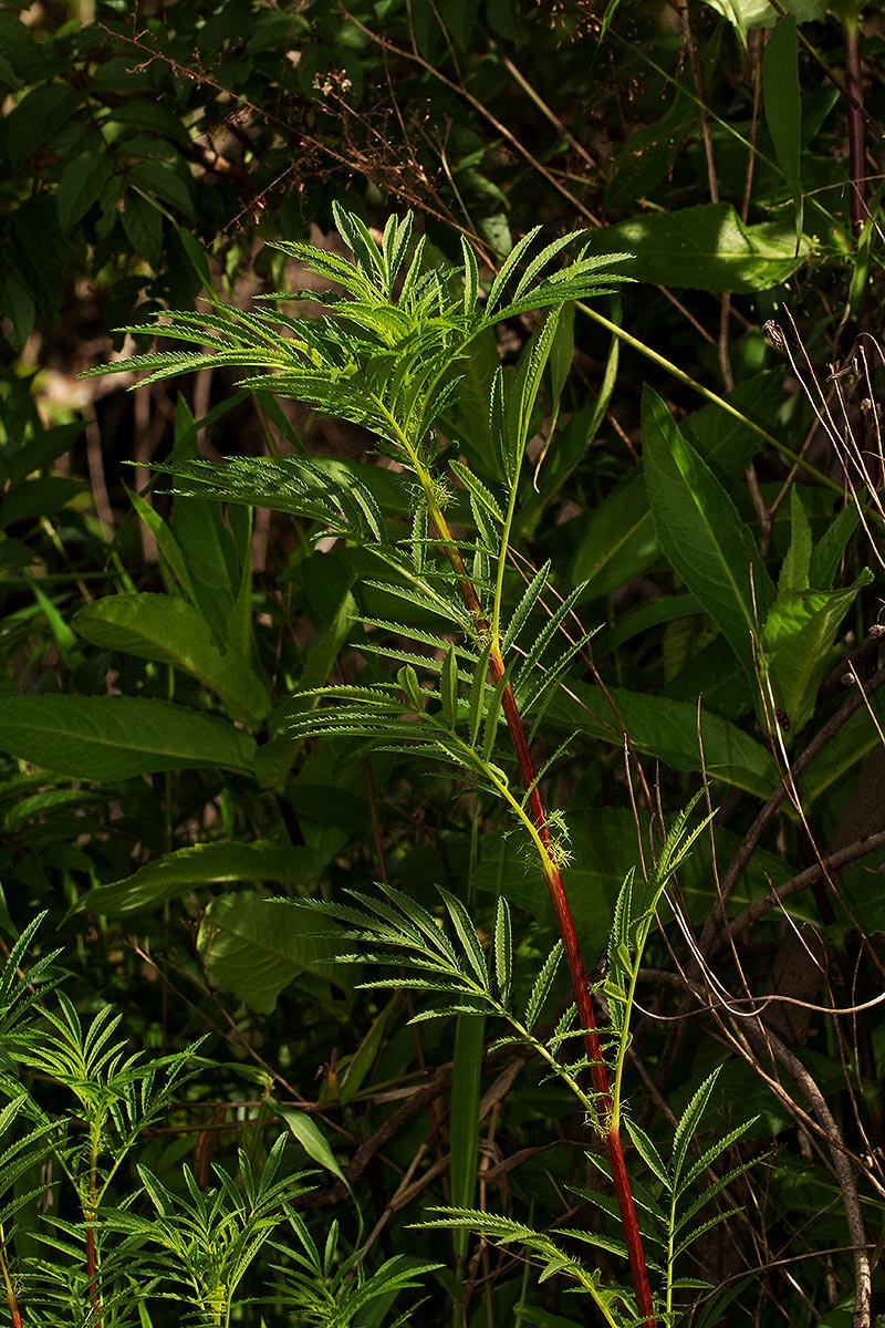 Tagetes minuta