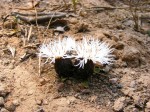 Centaurea praecox