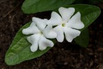 Thunbergia schimbensis