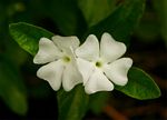 Thunbergia schimbensis