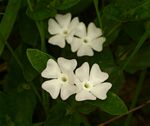 Thunbergia schimbensis