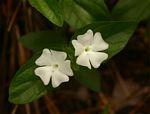 Thunbergia schimbensis