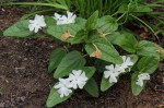 Thunbergia schimbensis