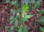 Landolphia parvifolia