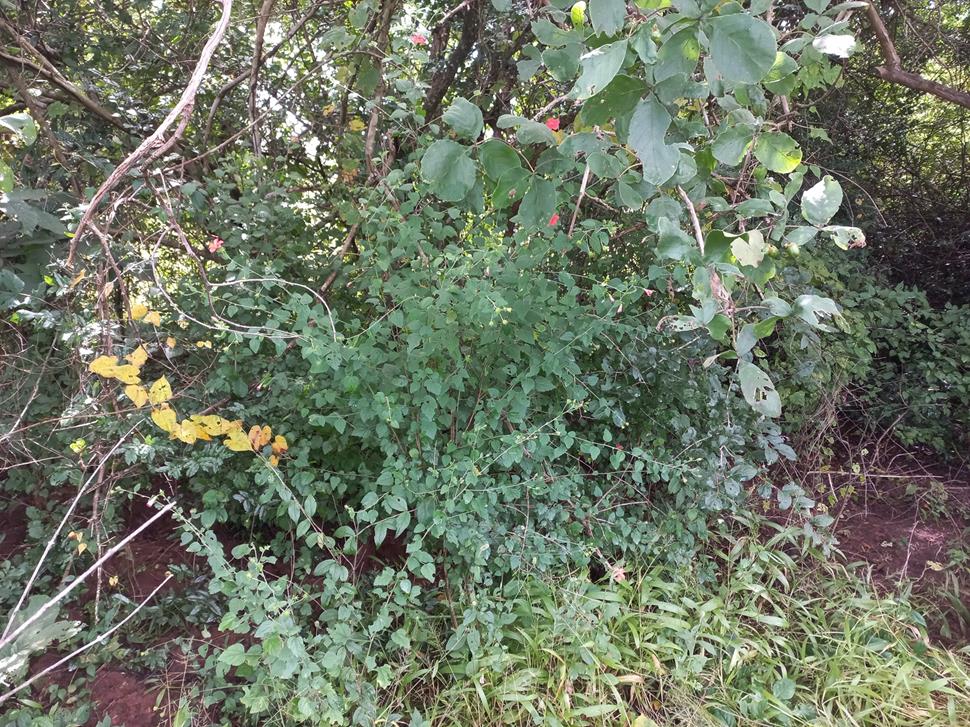 Hibiscus debeerstii