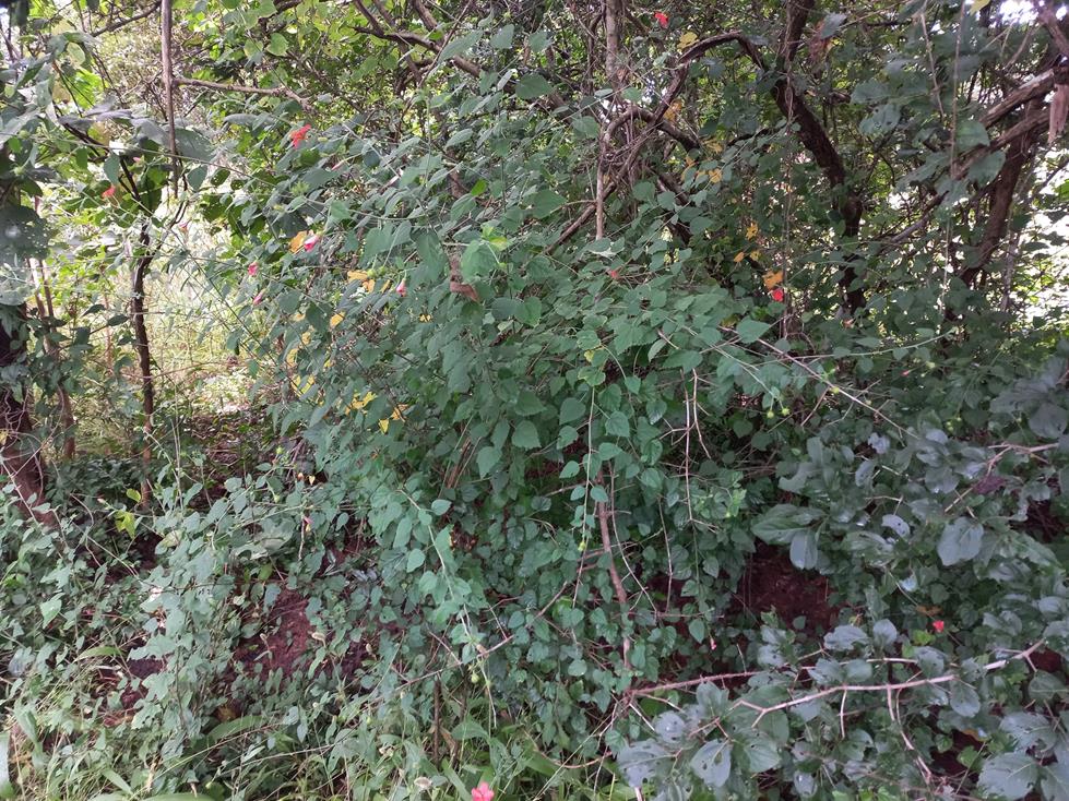 Hibiscus debeerstii