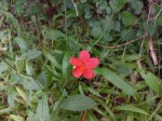 Hibiscus debeerstii