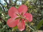 Hibiscus debeerstii