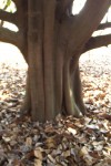 Treculia africana subsp. africana var. africana