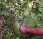 Treculia africana subsp. africana var. africana