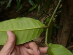 Treculia africana subsp. africana var. africana