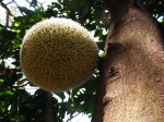 Treculia africana subsp. africana var. africana