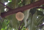 Treculia africana subsp. africana var. africana