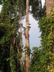 Treculia africana subsp. africana var. africana