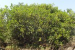 Ficus trichopoda