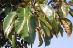 Ficus trichopoda