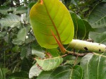 Ficus trichopoda