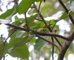 Ficus trichopoda