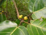 Ficus trichopoda