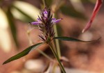 Dicliptera carvalhoi subsp. carvalhoi