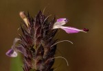 Dicliptera carvalhoi subsp. carvalhoi