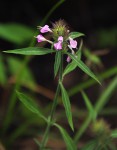 Dicliptera carvalhoi subsp. carvalhoi