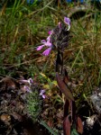 Dicliptera carvalhoi subsp. carvalhoi